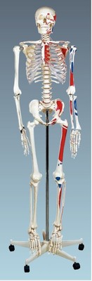Human skeleton model